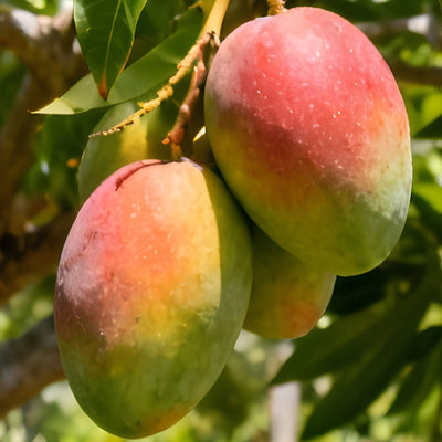 Reife Mangos hängen auf Mangobaum