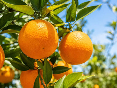 Reife Orangen hängen am Orangenbaum
